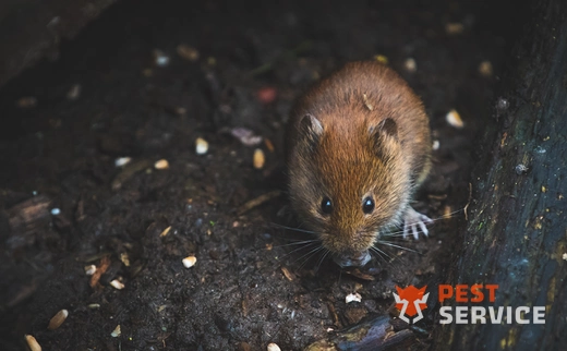 Дератизация в Учалах